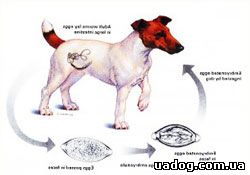 профилактика глистов у собак